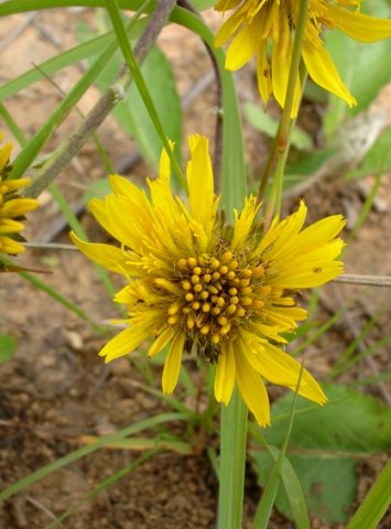 Berkheya montana